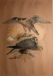 Faucon lanier (Falco lanarius), 1856